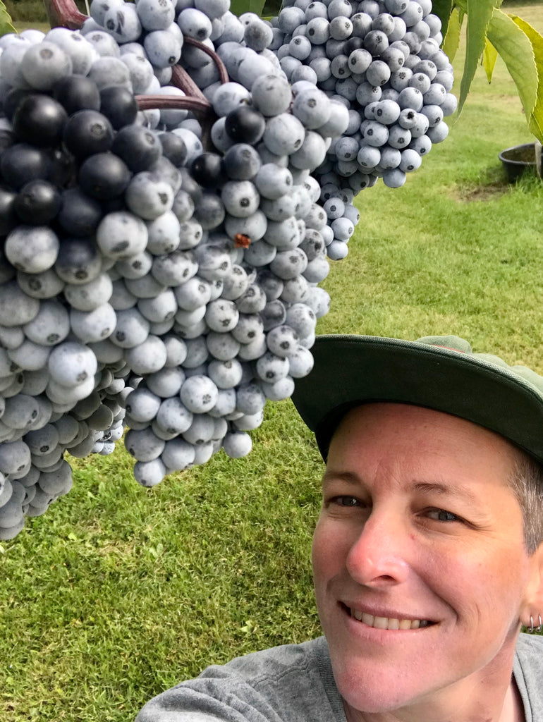 What makes elderberry so special to us? Dr. Appleseed's Elderberry